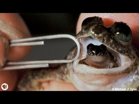 赤ちゃんを吠えるカエルを満たす (Meet The Frog That Barfs Up Its Babies)