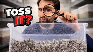 Before You Throw Away Your Mushroom Grow, Check This First