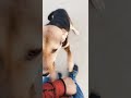 Unconditional affection of Pets | Face of true love