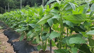 슈퍼안산참깨 장마철대비 지주(말뚝)세우고 연작한곳은 역병약,추비관리!
