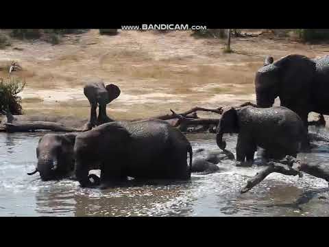 Sept 21 elephant mud bath part 1