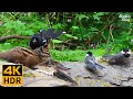 Cat TV for Cats to Watch 😺 Cute Birds, Chipmunks, Squirrels, Doves and Ducks 🐦🐿️ 8 Hours(4K HDR)
