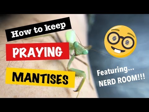 Praying Mantis 101 ft. NERD ROOM!!!!!