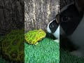 Rabbit Vs Frog Rabbit Cutebunny Pets Frog