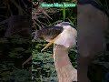 Great blue heron swallow a big fish #nature #swallow #birds #wildbirds #shorts