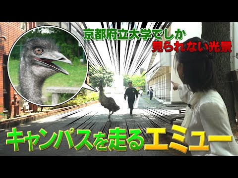 京都府立大学でしか見られない光景！？キャンパスを走るエミュー