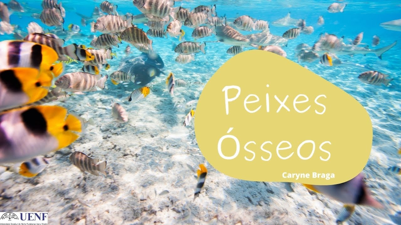 Osteichthyes: Peixes Ósseos