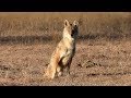 2 legged coyote makes it out alive. Night Crew S1E7 "Gary Bennett"