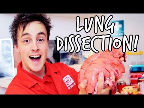 What's inside the lungs? | Lung Dissection | We The Curious