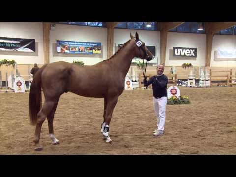 KN 74 v. Ogano Sitte - Vas Y Donc Longane