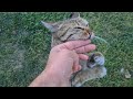 Impatient Cat Bites My Hand Because I Have A Late Meal