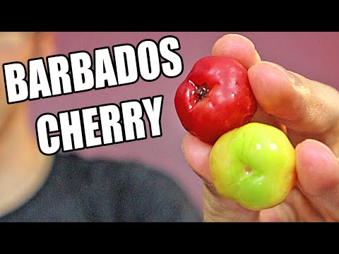 Barbados Cherry (Acerola) : The Tiny Fruit With Tons of Vitamin C! - Weird Fruit Explorer