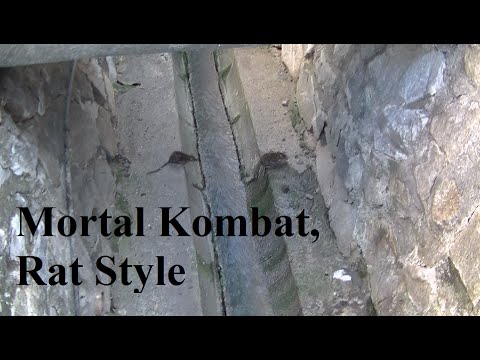 Mortal Kombat, Rat Style