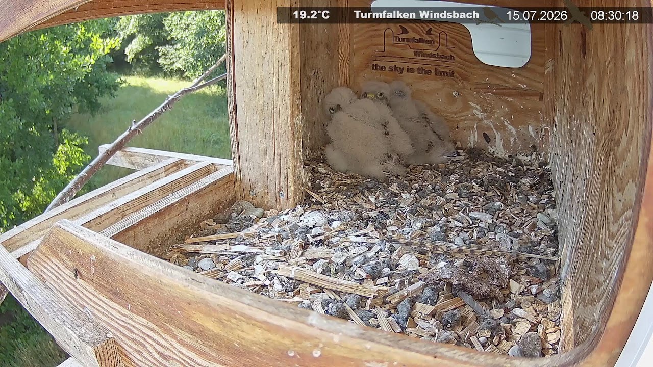 Live webcam view of Windsbach Kestrel Nest Box Cam