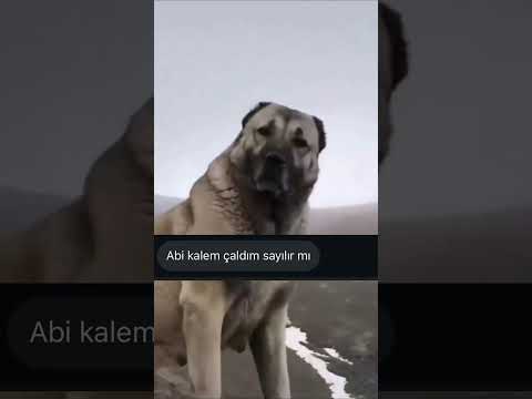 SONUMUZ GELDİ!