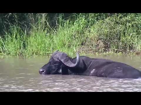Djuma: Lone Buffalo resting in the dam - 14:50 - 02/25/2023