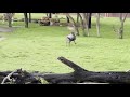Disney Animal Kingdom Savanna Wildebeests Running Wild
