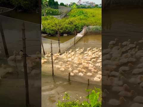 duck farming |My journey of raising ducks in the fields #duck #farming #ducklings #funny #love#cute
