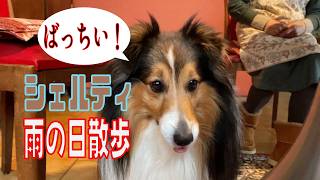 【シェルティ】雨の日散歩【フランス田舎暮らし🇫🇷】#犬の散歩 #賢い犬 #犬のいる暮らし #マイペースな犬