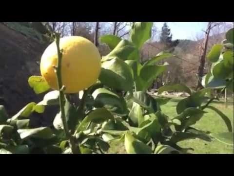 Los Cítricos de Antigua Cigarrería Bakio