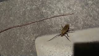 平瀬彪 撮影  昆虫の季節突入？