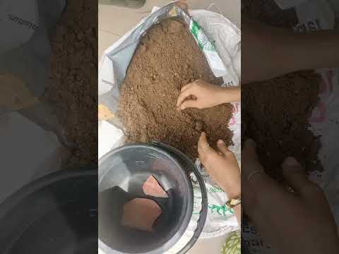 hibiscuse plant repoting              #nature #plants #planting #plantlover