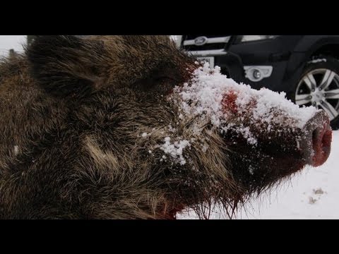 Shooting British wild boar in the snow + Ford Ranger test Shooting British wild boar in the snow + Ford Ranger test