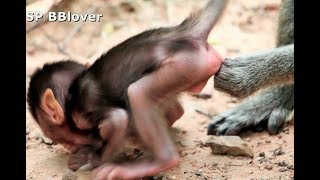 Why Mommy Drag Bottom Of Baby Monkey
