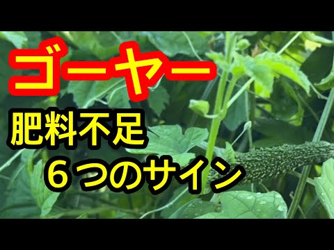 【ゴーヤー】肥料不足の６つの分かりやすいサインを解説します。これを知っているかいないかで、今後のゴーヤーの成長が大きく変わってしまいます。