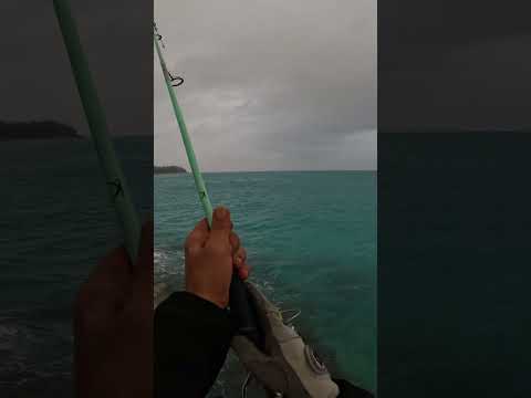 „Heilige Makrele! Erstaunlich schöne Fische an Land gezogen“ (Der beste Köder aller Zeiten)