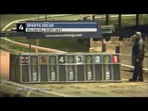2018 WILLIAM HILL PUPPY - HEAT 3 - T4 SPARTA OSCAR