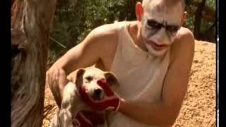 Les VRP   Ma Vache a Grossi