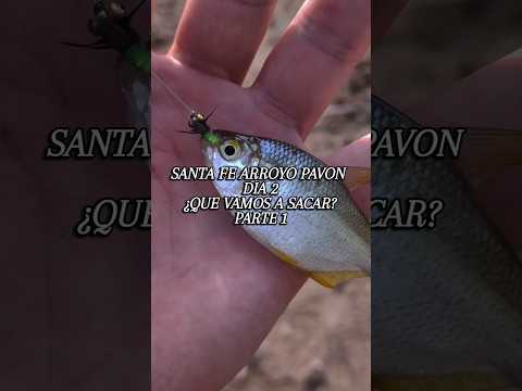 "SANTA FE ARROYO PAVON" "DIA 2 PARTE 1" ​#SantaFe #PescaArgentina #ArroyoPavon
