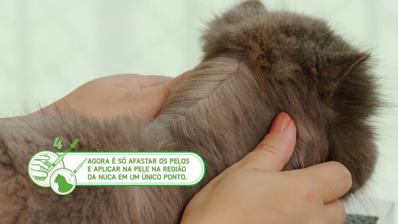 Como aplicar NexGard® COMBO no seu gato e protegê-lo contra parasitas