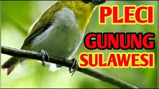 Download lagu Suara pleci gunung sulawesi mp3 Download lagu Suara pleci gunung sulawesi mp3