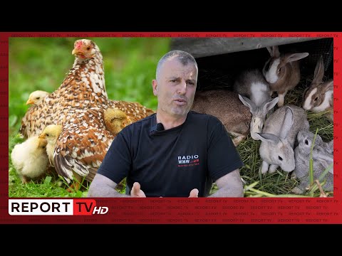 Dita e Gencit në Laknas, fermeri modern që shet online shpendë dhe lepuj- NJË NGA NE