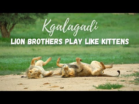 Lion brothers play like kittens in the Kgalagadi Transfrontier National Park