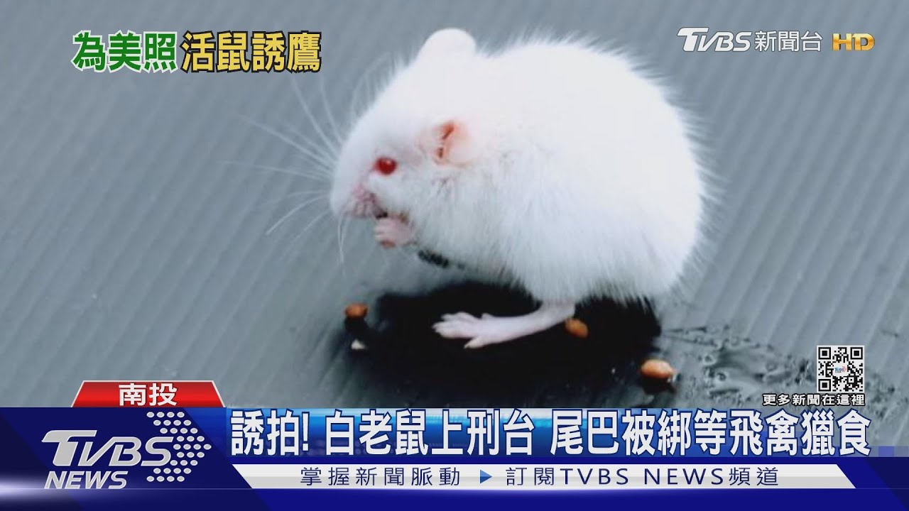 誘拍!白老鼠上刑台 尾巴被綁等飛禽獵食