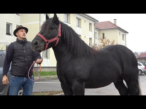 Armasarii lui Luci de la Beius, Bihor - 2020 Nou!!!