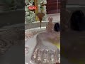 Shree Shankar Maharaj Rudra Abhishek Shree Swami Samarth Video Shortvideo