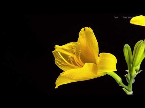 download lagu mp3 mp4 Green And Yellow Flower Logo Name, download lagu Green And Yellow Flower Logo Name gratis, unduh video klip Green And Yellow Flower Logo Name