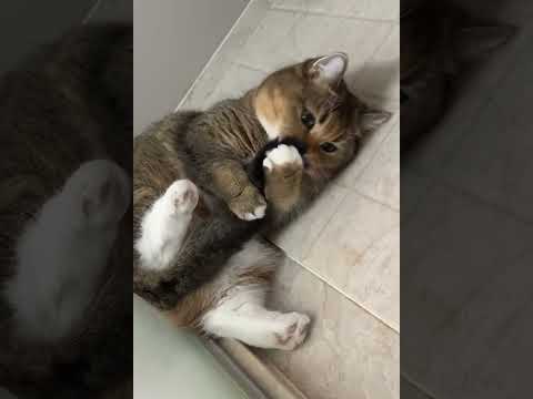 Lol derniers moments drôles de chats essayez de ne pas rire animaux drôles courtes vidéos -eps1214