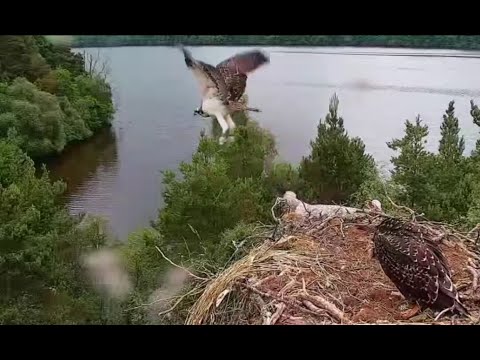 Fledge! Loch of the Lowes Osprey chick LR1 fledges during a cam glitch with sci-fi effect 9 Jul 2021