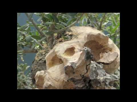 Bonsai Tree Wood Carving Demonstration