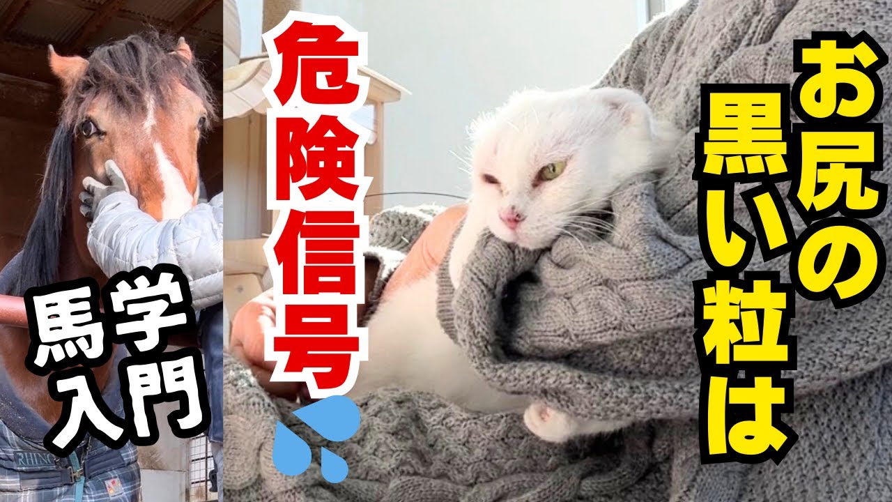 【2026年冬】元山の野良猫シロさんのお尻の汚れが思わぬことに‥馬の魅力に抗えない主婦がとうとう⭐︎