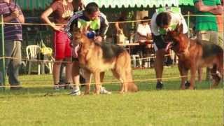 GSDF Pre-Sieger Show Nov 4, 2012 - Philippines GSDF Pre-Sieger Show Nov 4, 2012 - Philippines