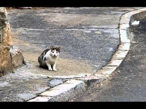 no maltrates a los animales