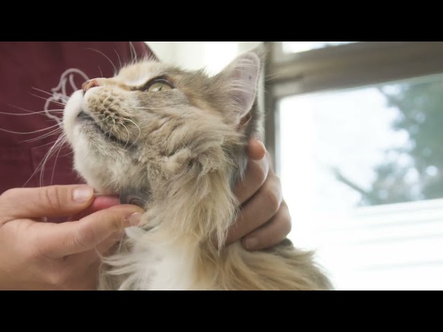 جوسيرا هيلب قاسترو طعام جاف للقطط البالغة لعلاج مشاكل الجهاز الهضمي 2 كيلو