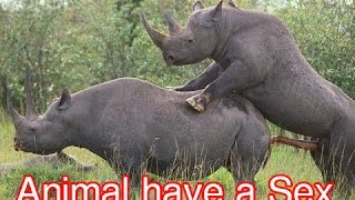 How the animal have sex in the jungle (Part 1)