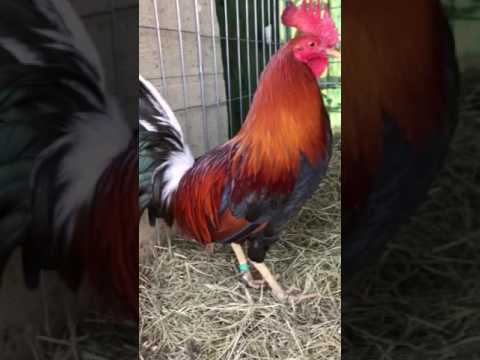 Pure Larry Romero Albany brood pair direct 1-512-905-2005